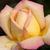 Yellow - pink - Hybrid Tea - Rose Aimée